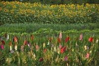 IGP2027 edited-1 : 3 Stars, RAW, Weggis