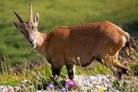 IGP2318 edited-1 : 3 Stars, RAW, Weggis