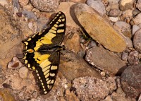 IGP2349 edited-1 : 4 Stars, RAW, Weggis