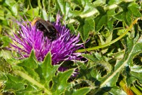 IGP2360 edited-1 : 3 Stars, RAW, Weggis