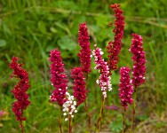 IGP2379 edited-1 : 3 Stars, RAW, Weggis