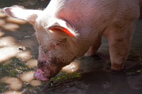 IGP2496 edited-1 : 4 Stars, RAW, Weggis, 3 Stars, ACR-JPG