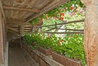 IGP2595 edited-1 : 3 Stars, RAW, Weggis