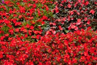 IGP2652 edited-1 : 3 Stars, RAW, Weggis