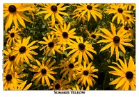 IGP2667 : 4 Stars, RAW, Photography