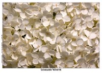 IGP2669 : 4 Stars, RAW, Photography