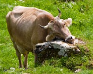 IGP2702 edited-1 : 3 Stars, RAW, Weggis